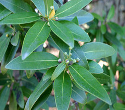 Bay Laurel Essential Oil 5 ML