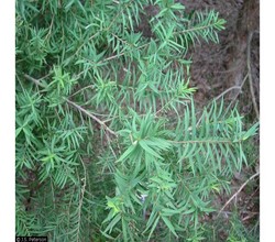 Cajeput Essential Oil 15 ml