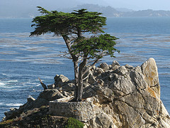 Cypress Essential Oil 15 ml