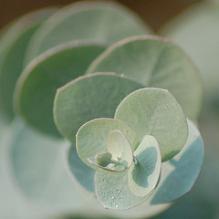 Eucalyptus Essential Oil 15 ml