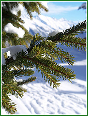 Fir Needle Essential Oil 15 ml