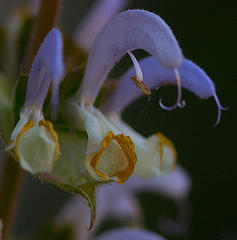 Clary Sage Essential Oil 5ml