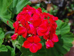 Geranium Essential Oil 5 ml