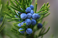 Juniper Berry Essential Oil 10 ml