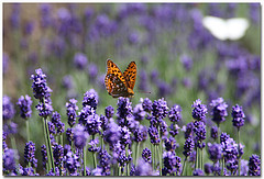 Lavender Essential Oil 15 ml