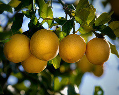 Lemon Essential Oil 15 ml