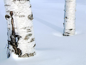 Sweet Birch Essential Oil 10 ml