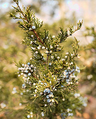 Virginia Cedarwood Essential Oil 15 ml