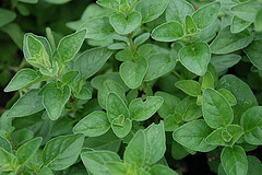 Oregano Essentail Oil  10 ml