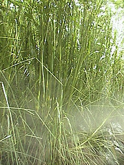 Vetiver Essential Oil 5 ml