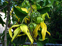 Ylang Ylang Essential Oil 5 ml