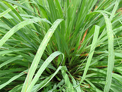 Lemongrass Essential Oil 15 ml