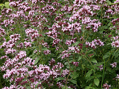 Marjoram Essential Oil 5 ml