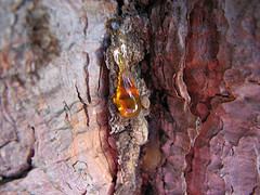 Myrrh Essential Oil 5 ml