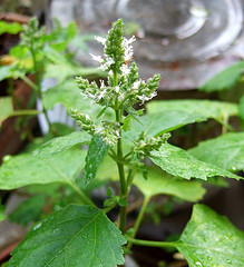 Patchouli Essential Oil 15 ml