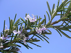 Rosemary Essential oil 15 ml