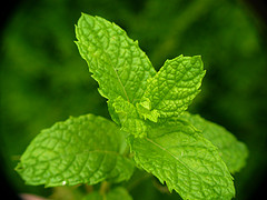 Spearmint Essential Oil  10 ml