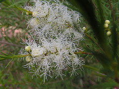 Tea Tree Essential Oil 15 ml