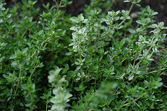 Thyme Essential Oil 5 ml